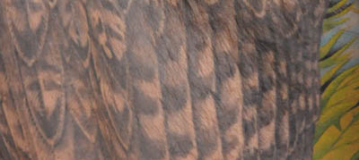 feathers from my coat of many colors