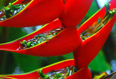 flowers from Costa Rica